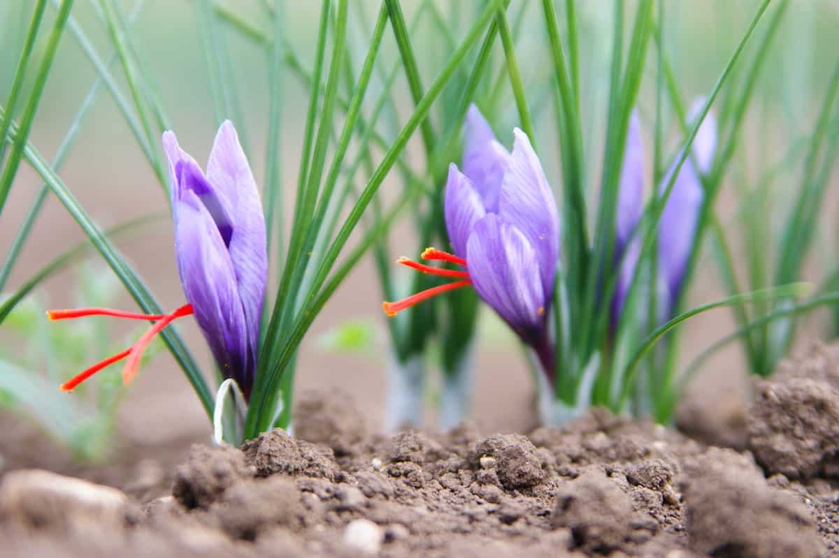 Zafferano (saffron)