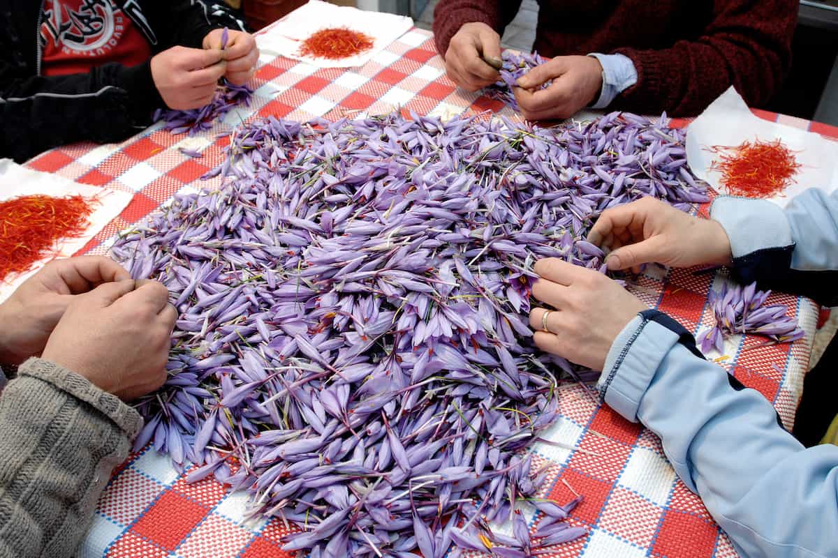 Zafferano di Navelli on the table for processing and selection