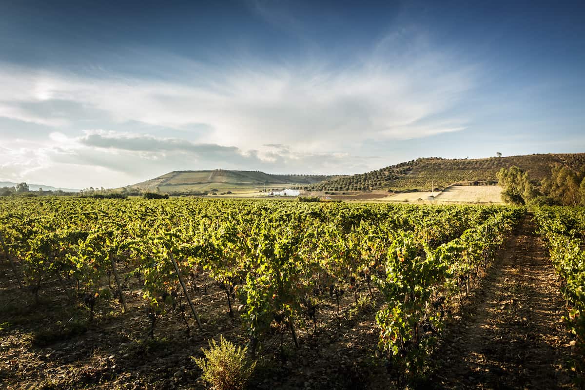 Antonella Corda Vineyards in Sardinia