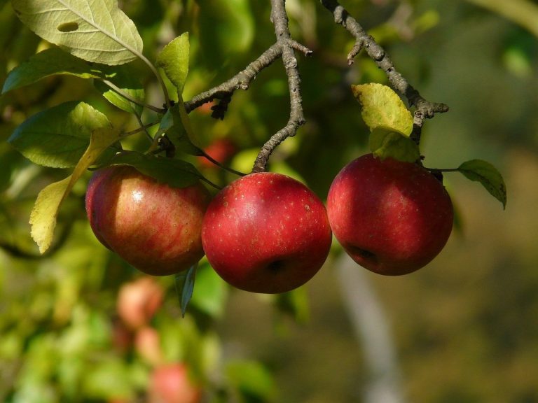 Apple Tourism: Apple Picking During the Pandemic 