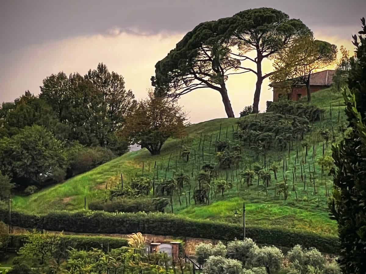 A Vineyard View in Asolo Italy