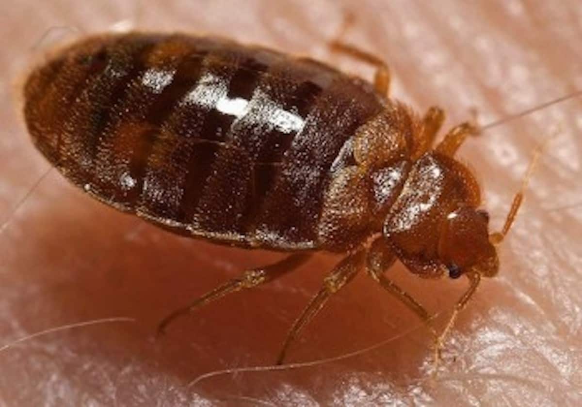 Hotel bedbugs: Know thy enemy