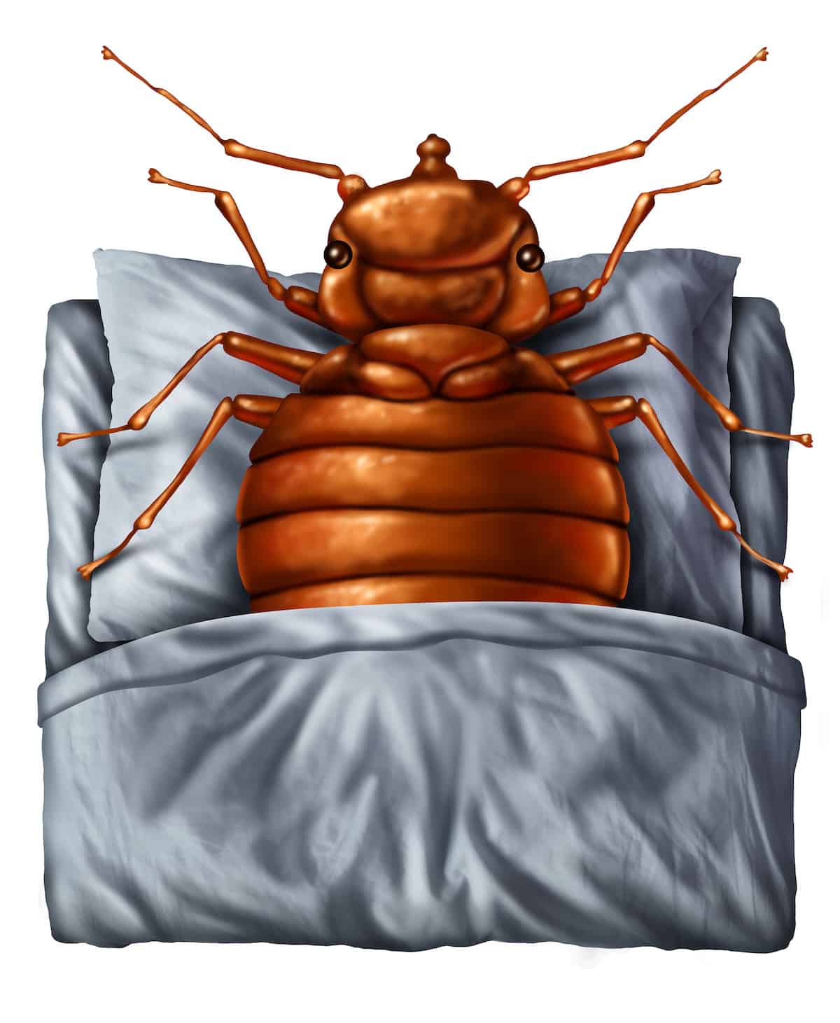 Hotel bedbugs can be a real hassle