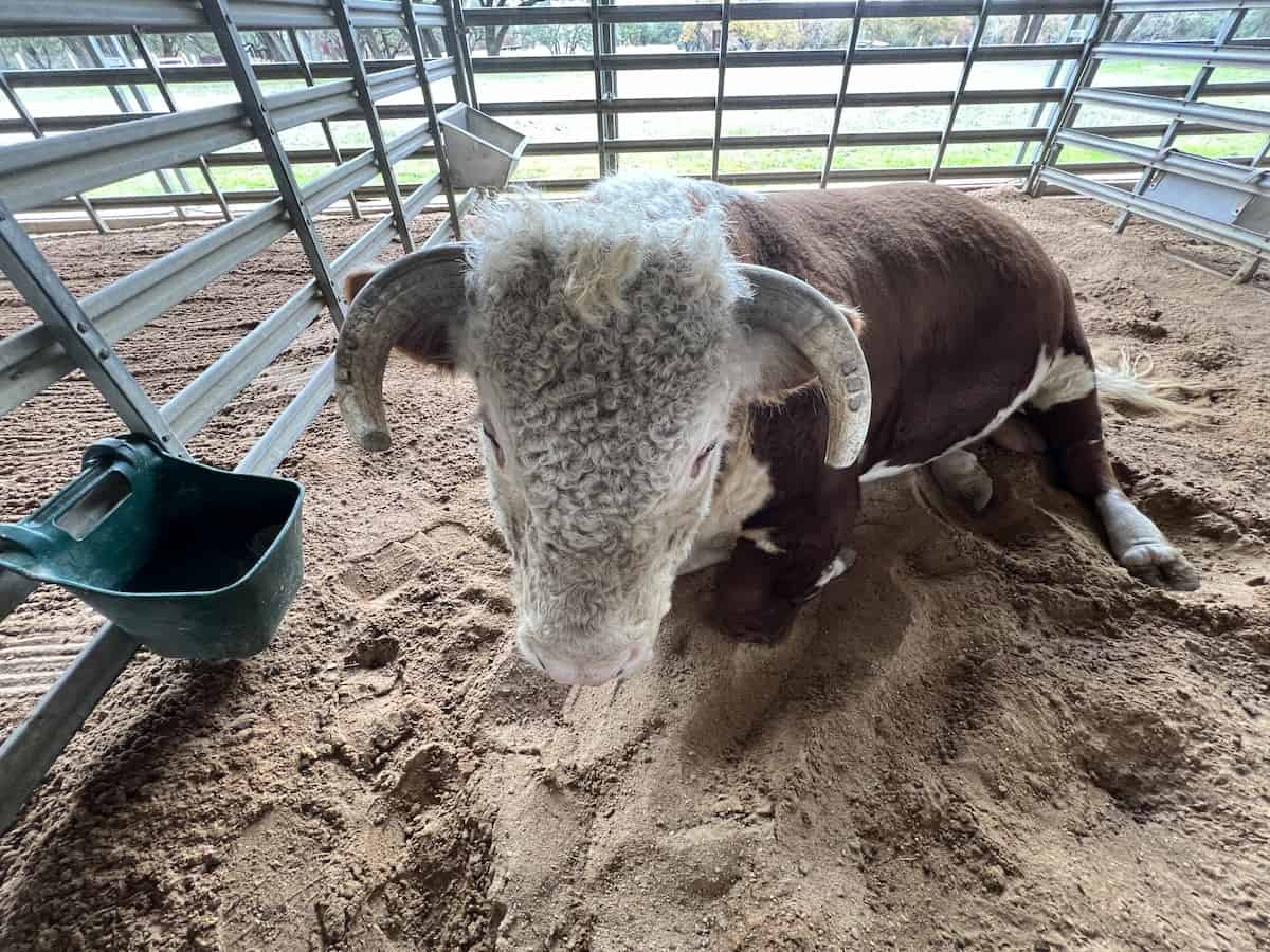 Bull named Domino with horn brands at Lyndon B. Johnson National Historical Park