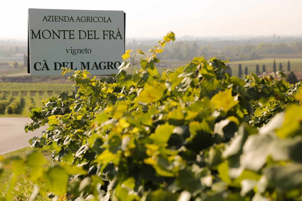 The vineyard where Ca del Magro Custoza Superiore is grown.