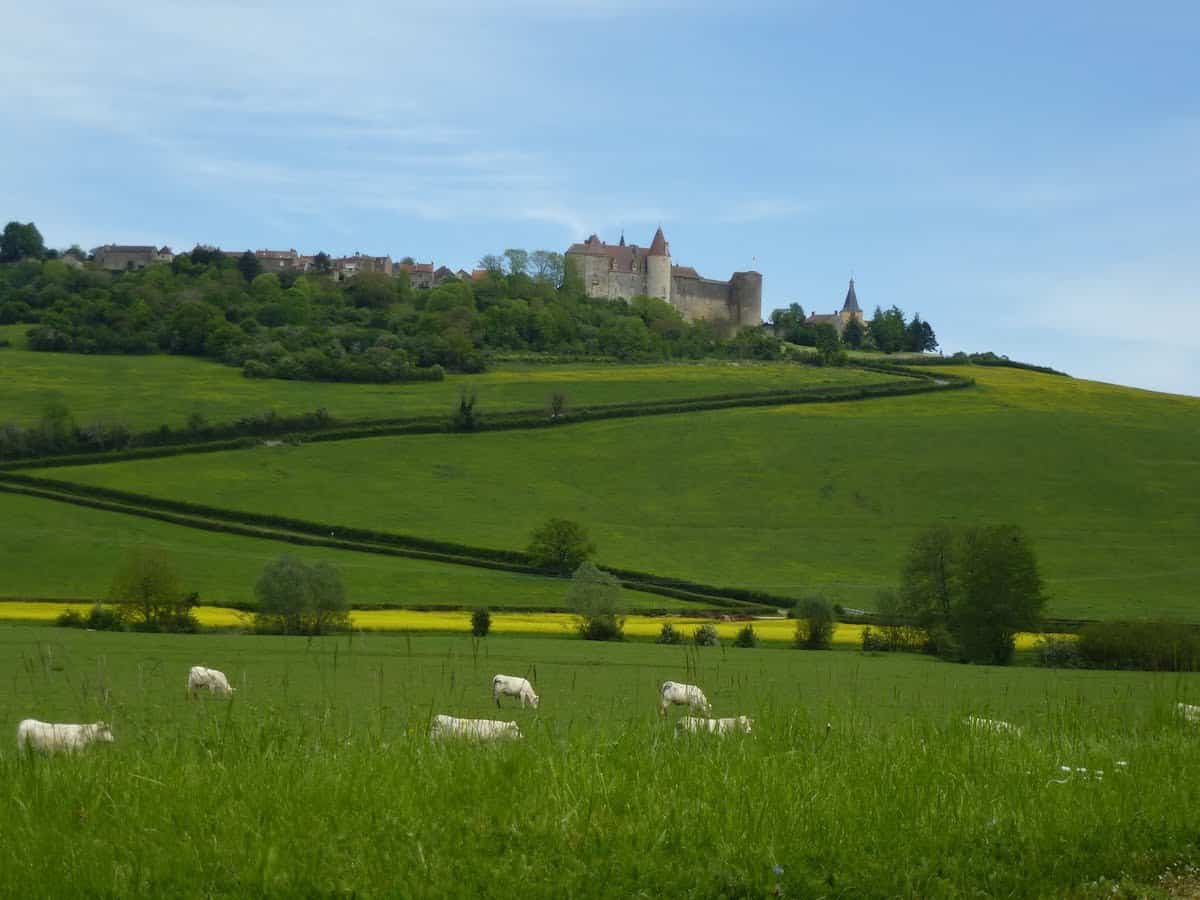 Cattle grazing with a castle in the background