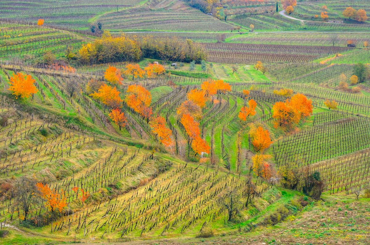 Attems wines in the Collio Wine region