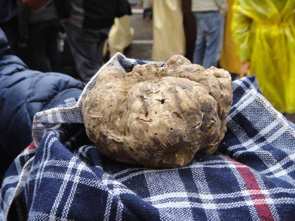 A prize-winning white truffle from the truffle fair at Sant’Agata Feltria (credit: Jerome Levine) 