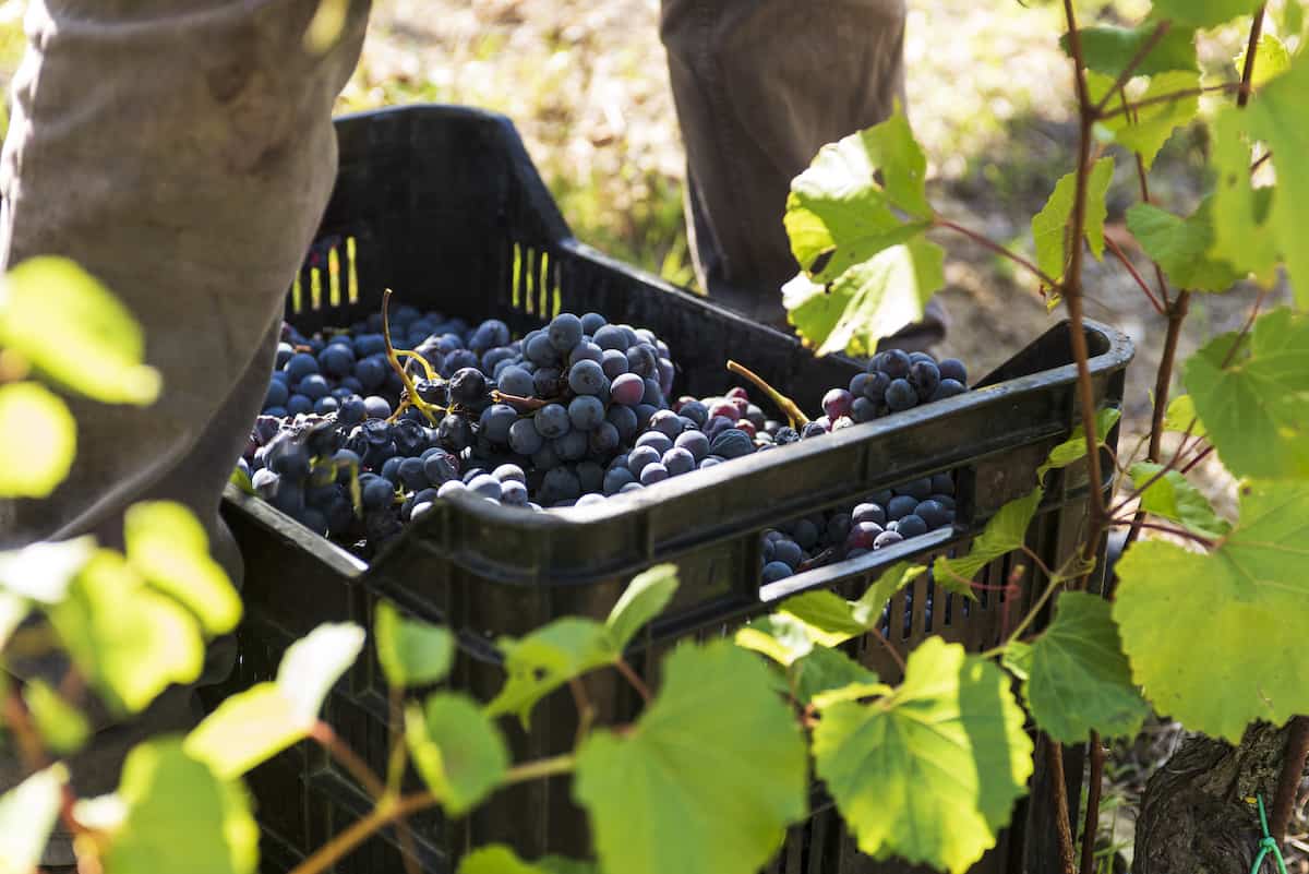 Grape harvest in Chianti Rufina (credit: I Veroni)