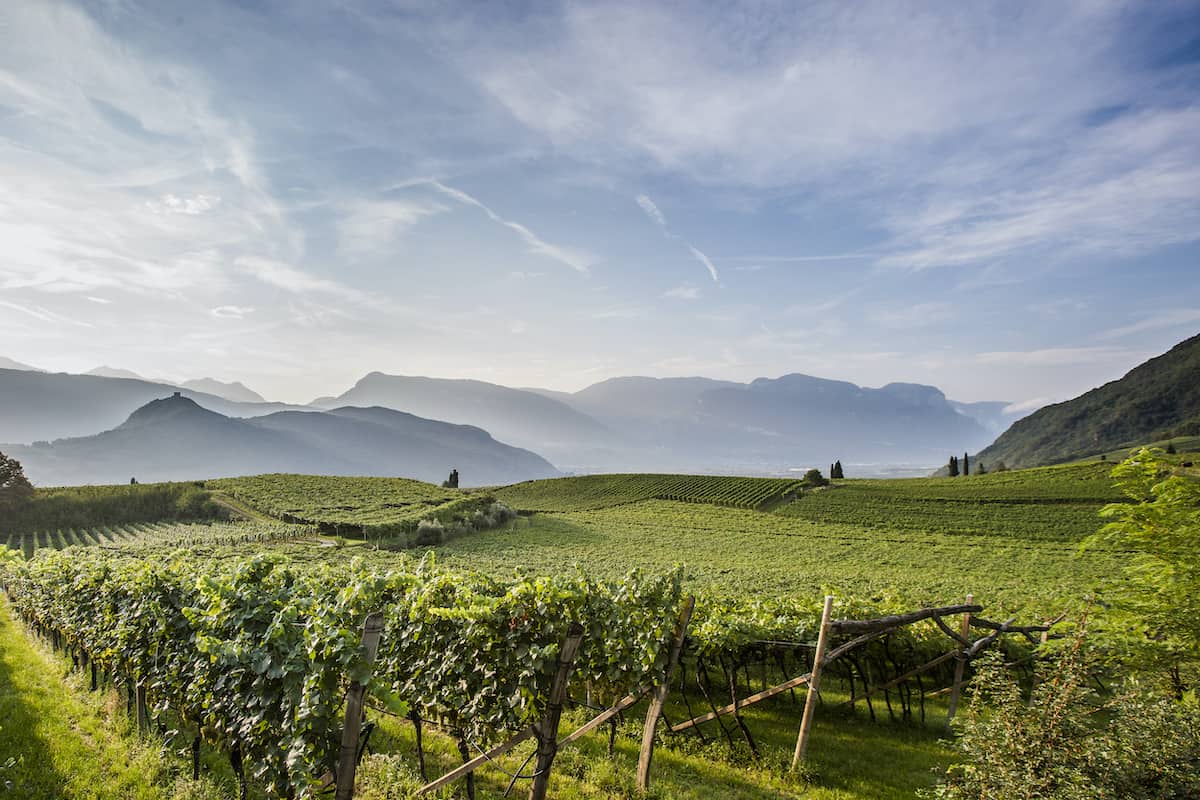 Vineyards in Alto Adige (Credit: IDM Südtirol-Alto Adige/Florian