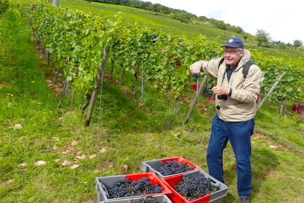 Grapes galore in Rudesheim