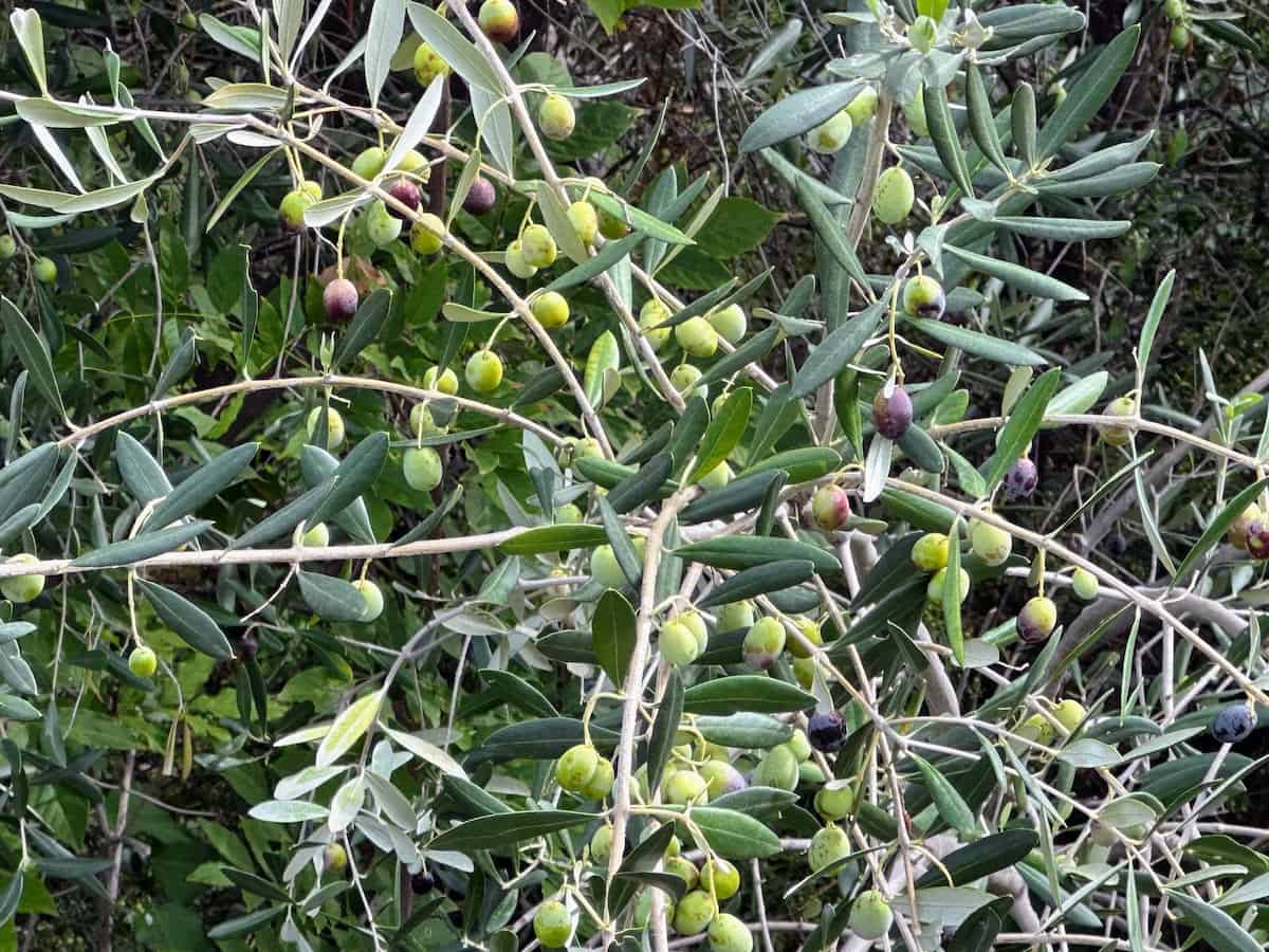 Green olives on a tree in Poggi