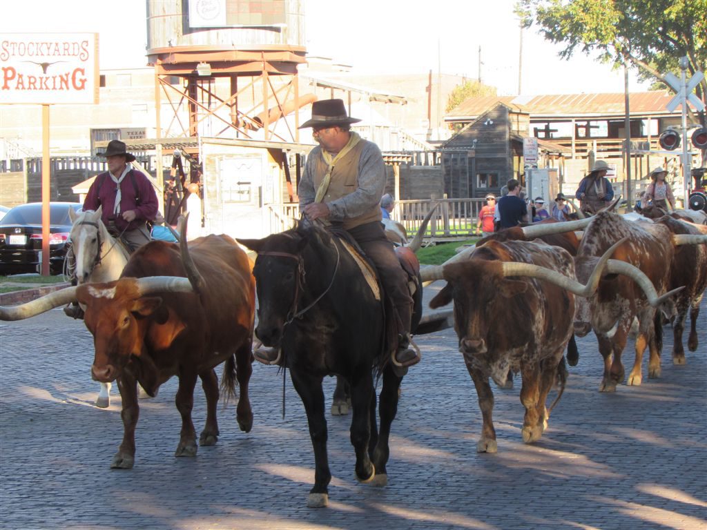 Herding Longhorns in Fort Worth