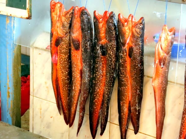 Market Visit – Coquimbo Fish Market in Chile