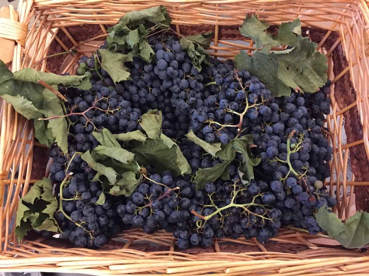 Basket of freshly picked grapes in the lobby at Altarocca Wine Resort