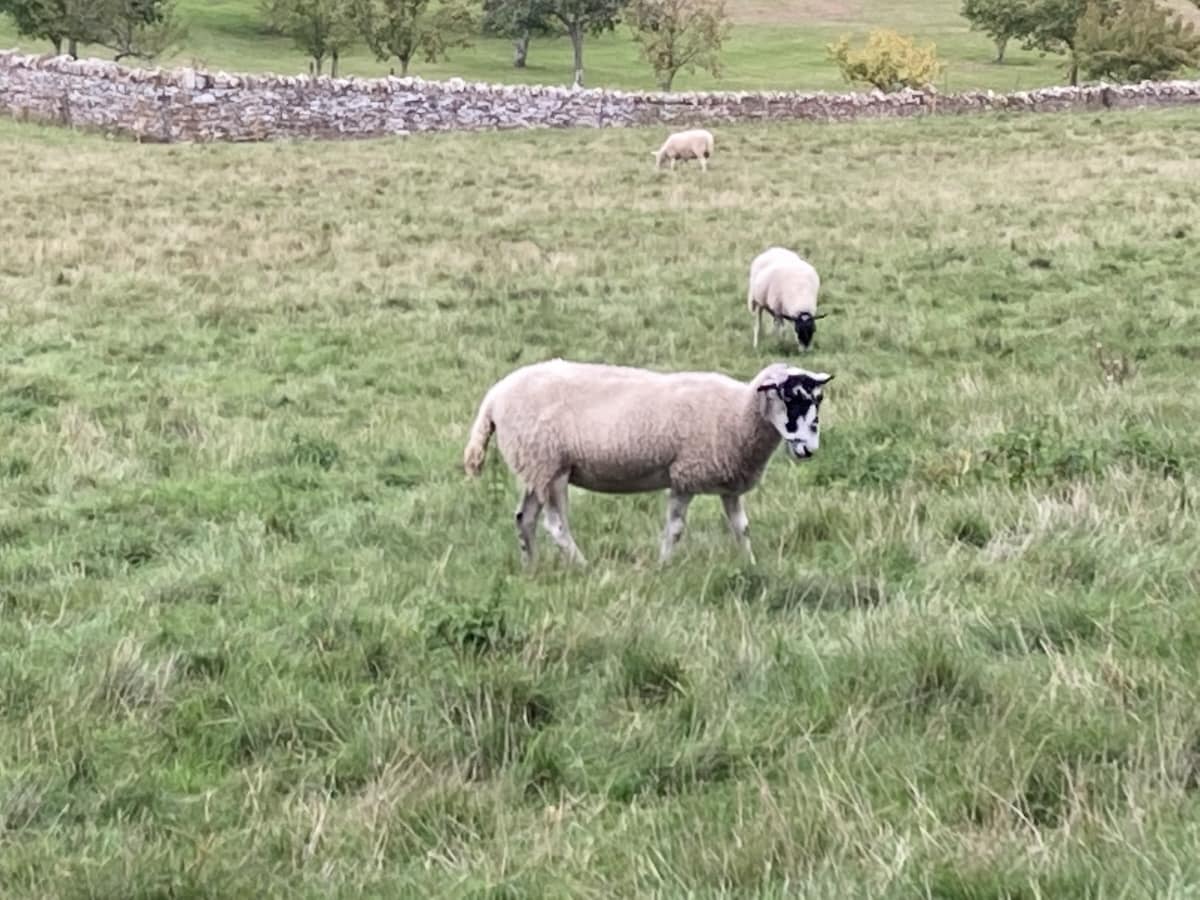 Sheep in Upper Slaughter