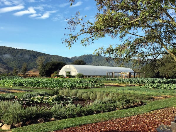 Cabernet season in the Napa Valley