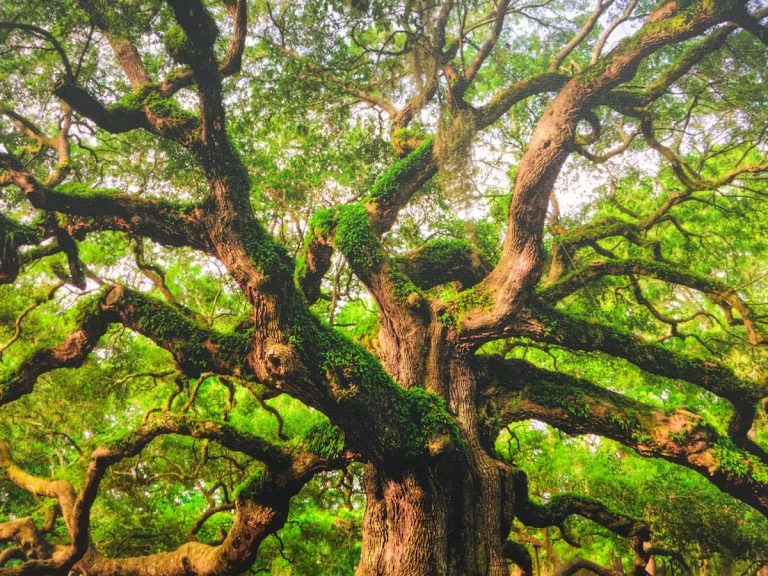 Visiting the Angel Oak Tree in Low Country