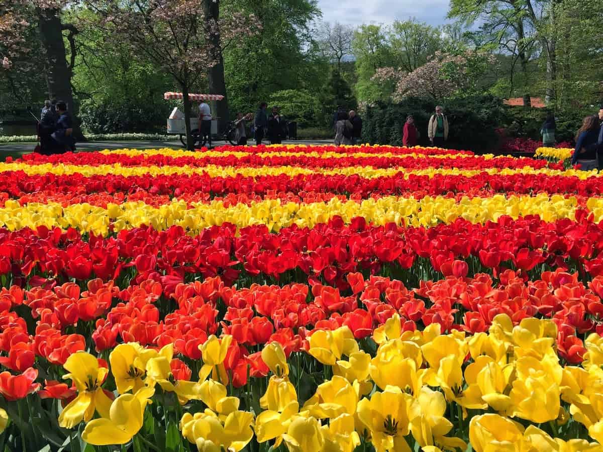 Shore excursion to Keukenhopf Gardens on an AmaWaterways Tulip Time cruise (credit: Jerome Levine)