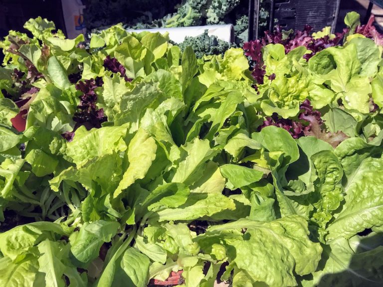 Is It Safe To Shop At Farmers Markets During The Pandemic?