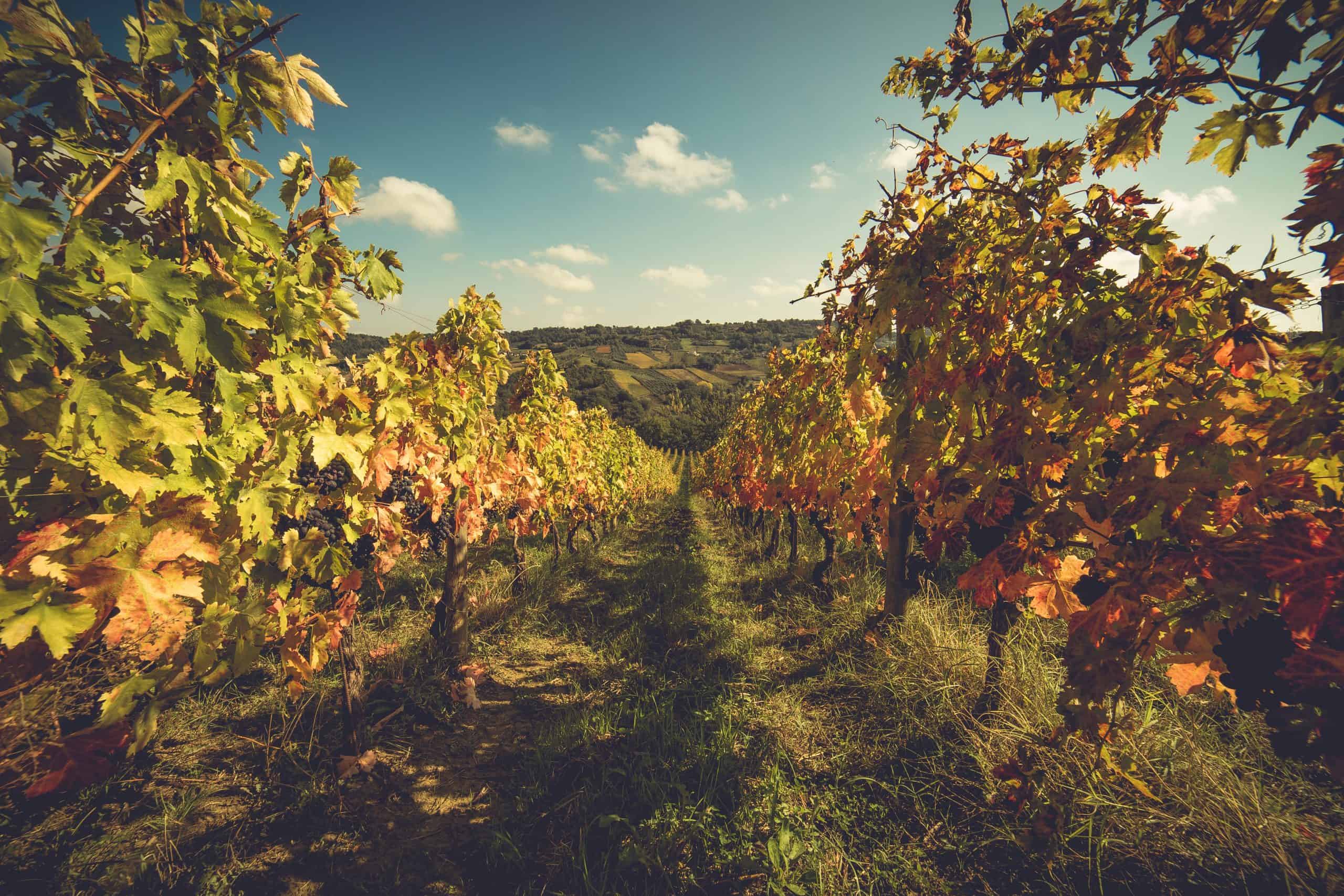 Masciarelli vineyard at harvest time