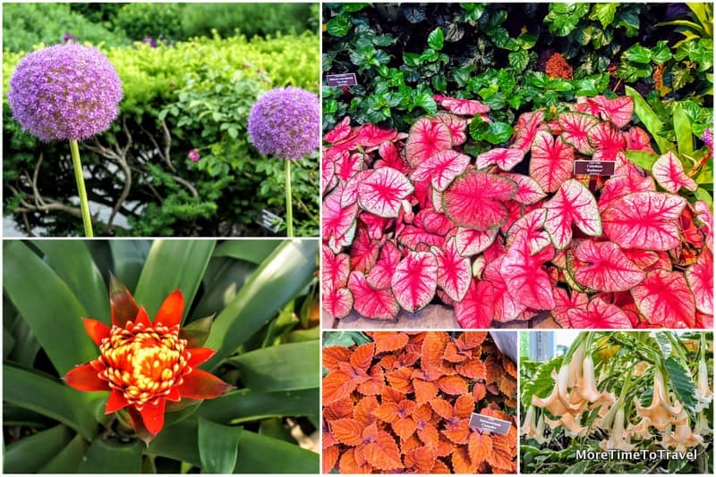 Some of the flowers and plants on display at the NYBG