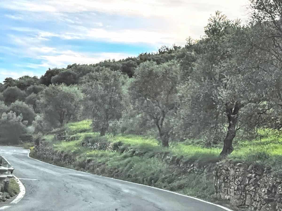 Olive trees along the road in Poggi