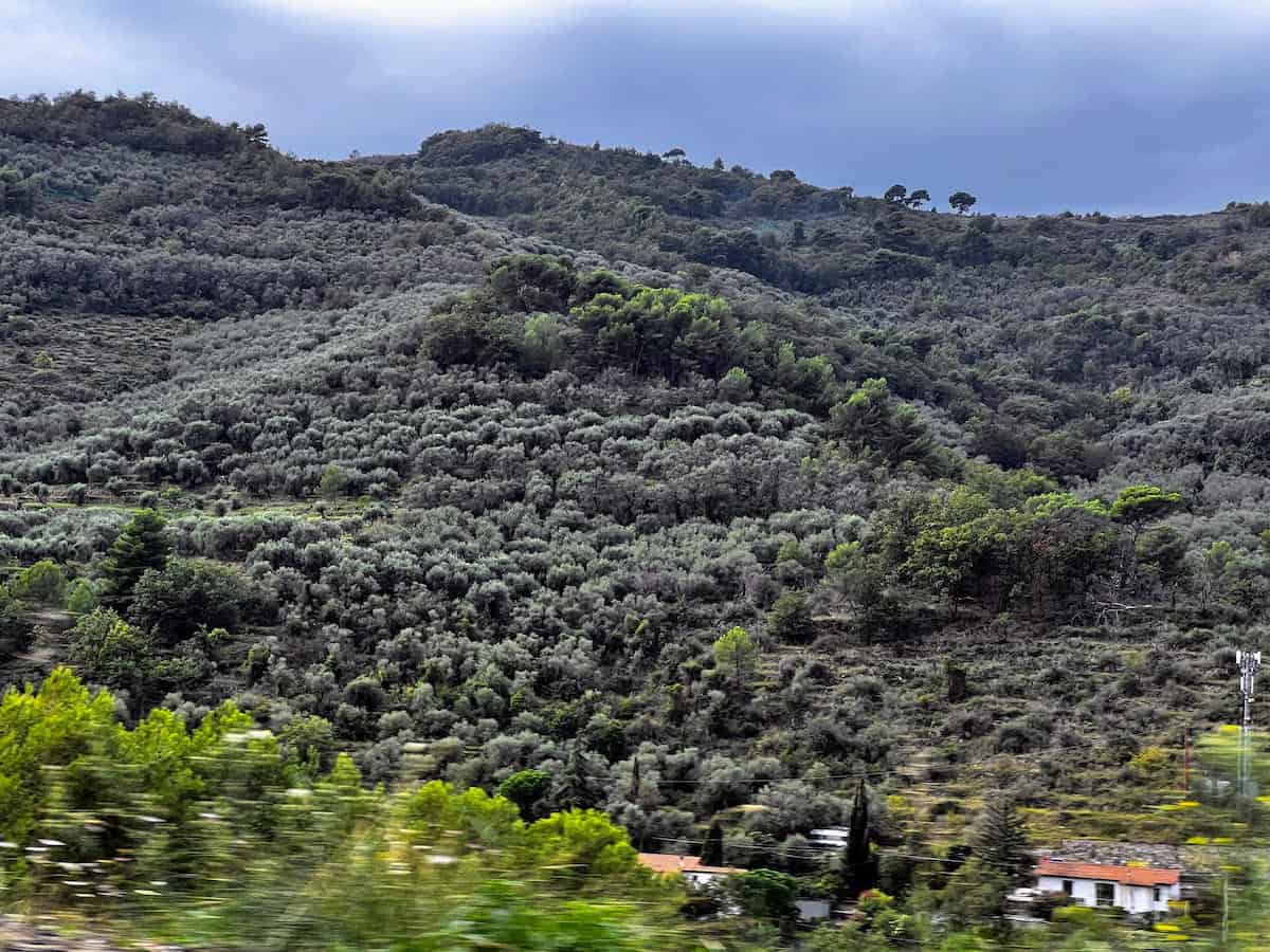 Tapestry of olive trees in the province of Imperia in Liguria