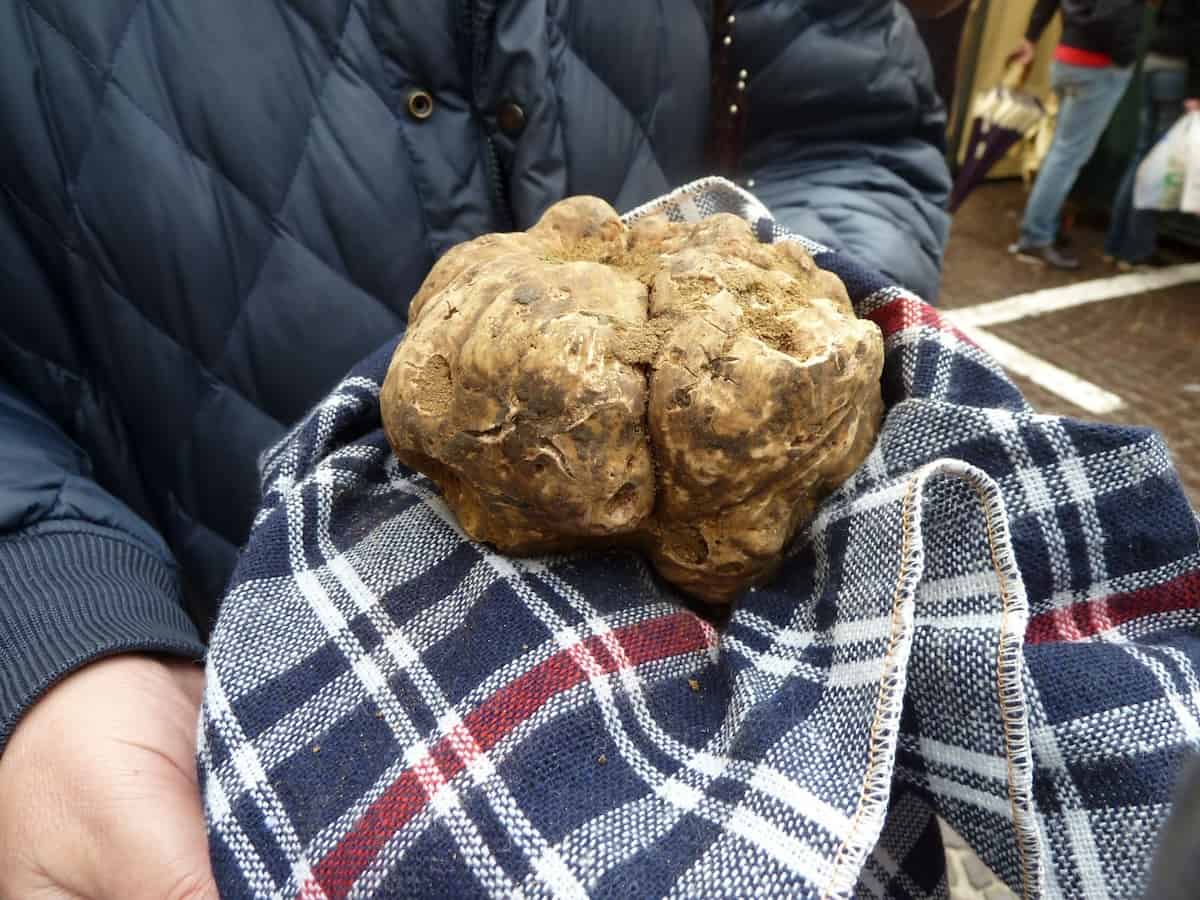 A prize-winning truffle at the San Agata truffle fair (credit: Jerome Levine)
