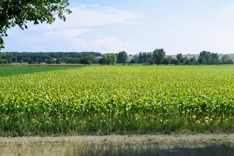 Barge Cruise through Alsace & Lorraine: Cornfield in Alsace