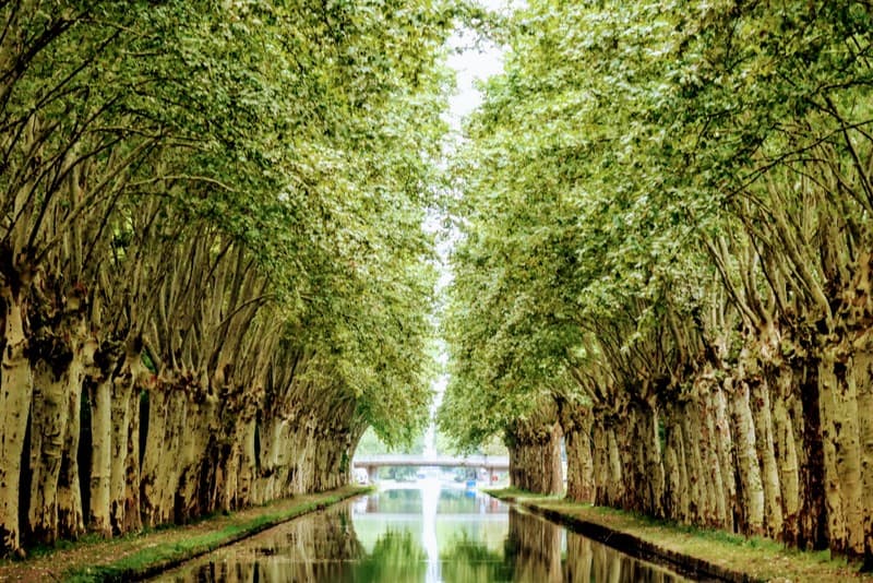 Barge Cruise through Alsace & Lorraine: Avenue of trees along the canal