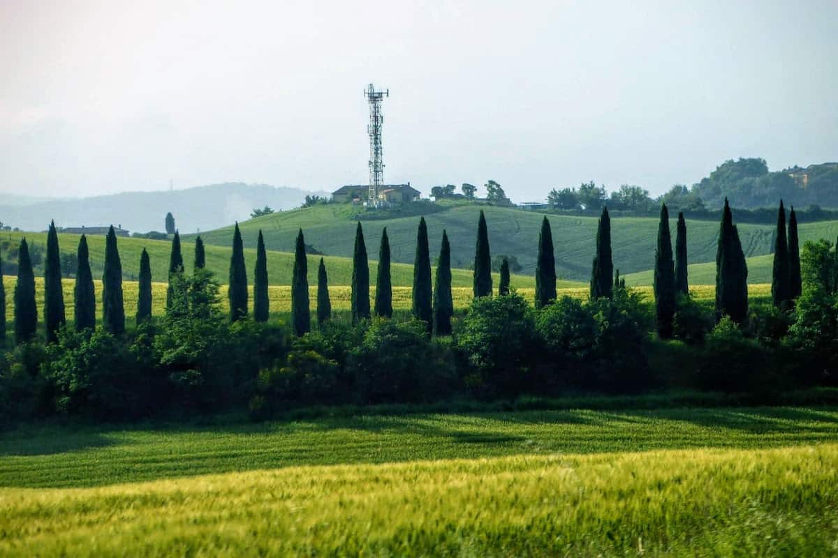 Row of Cypress trees on the way to Perugia