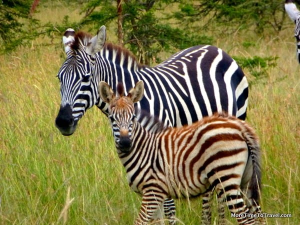 Guiltfree glamping in the Masai Mara