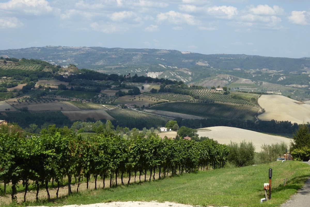 View of the hills through the vineyard from Altarocca Wine Resort