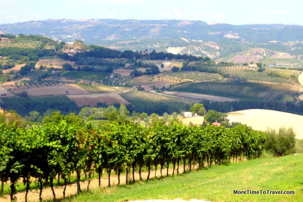 View of the hills through the vineyards