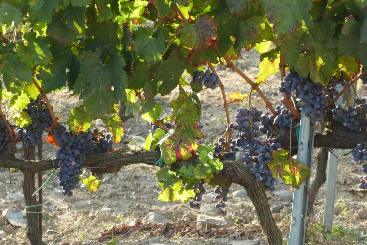 Grapes on the vines in Umbria