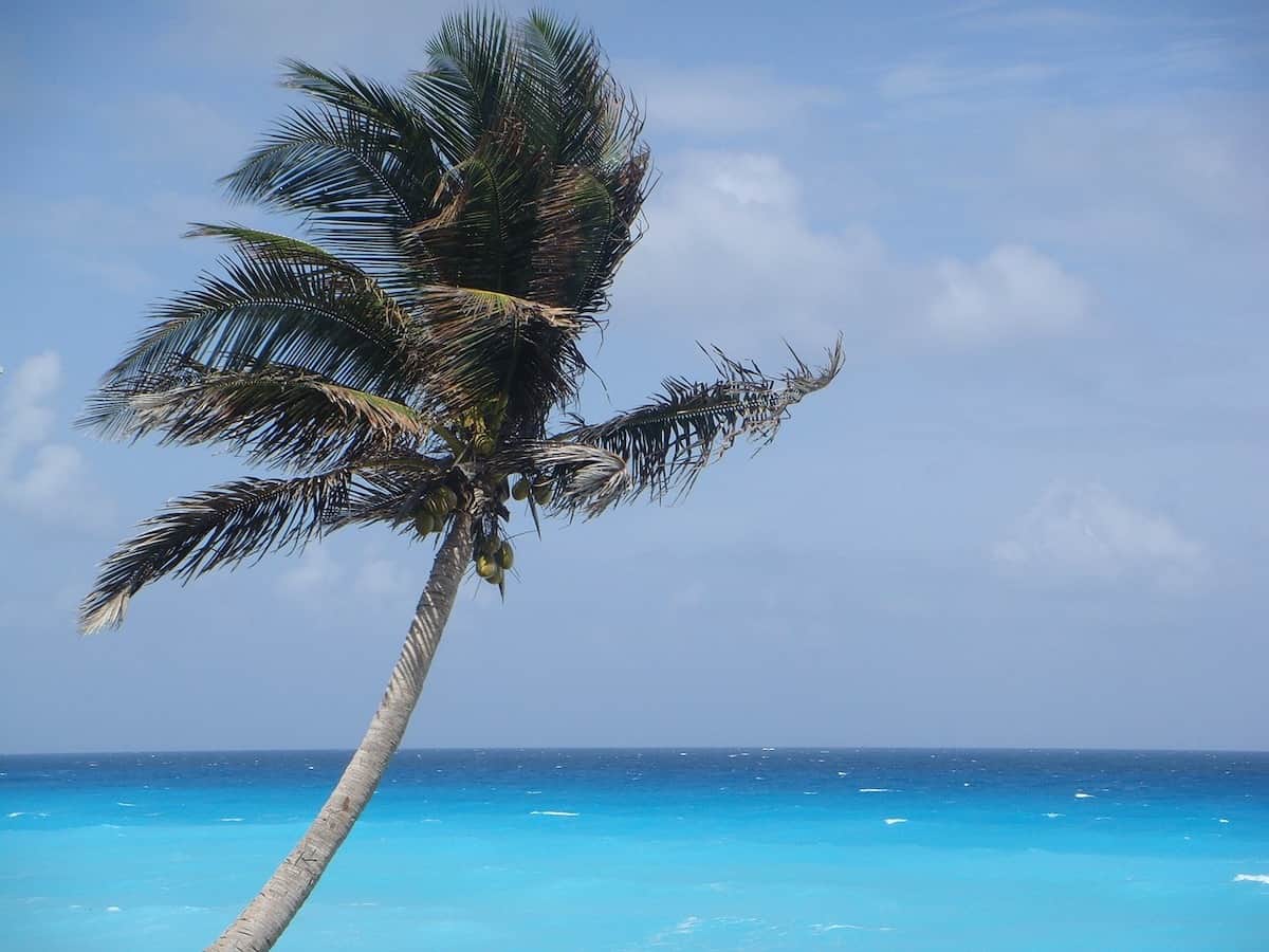 Palm tree in Cancun