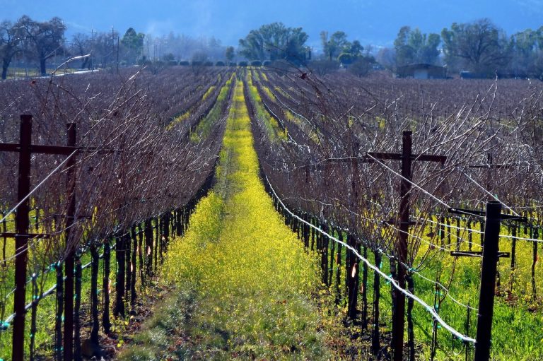 Yountville: A Little Town With A Lot of Tradition