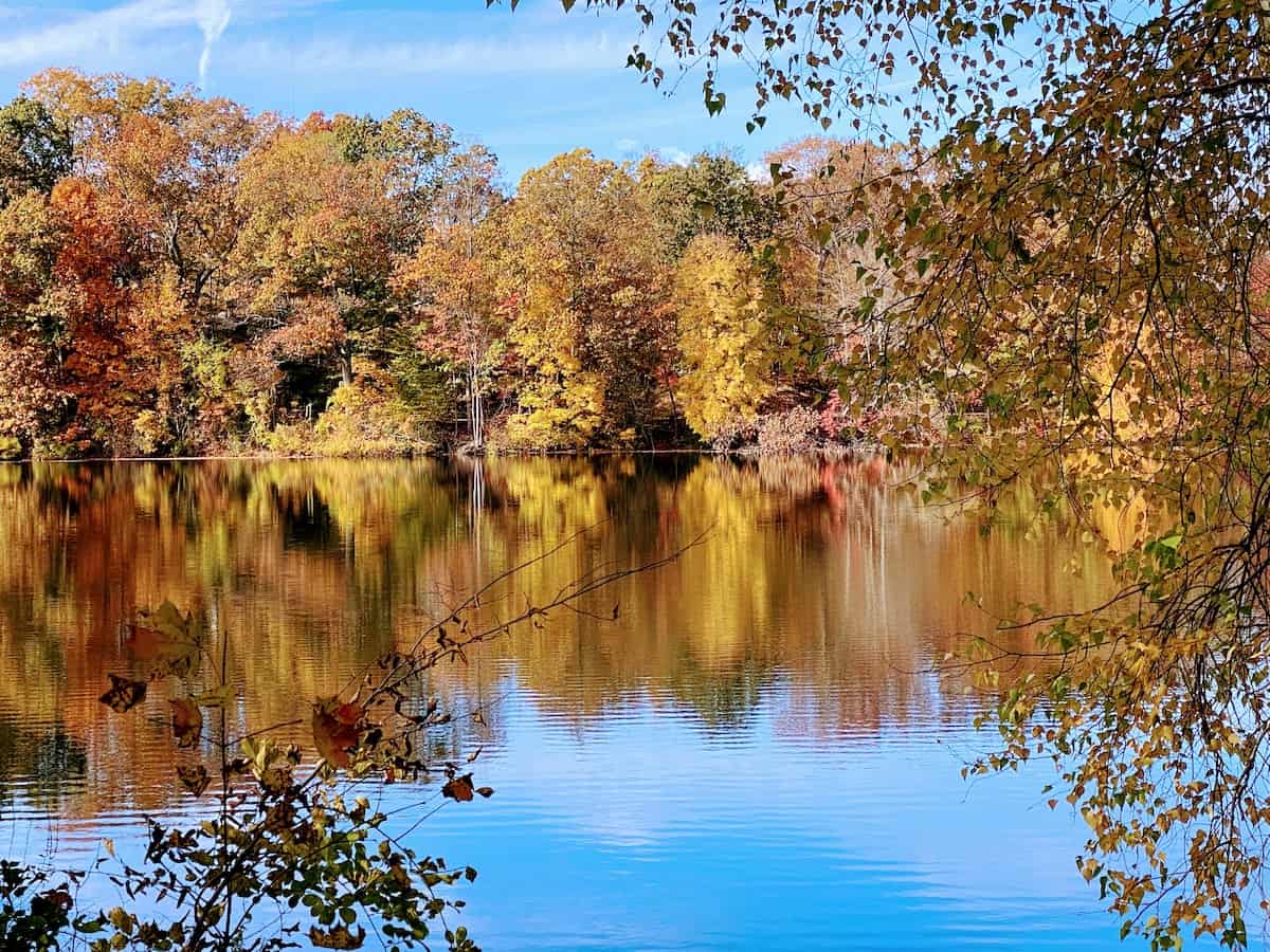 Swan Lake in Autumn (credit: Jerome Levine)