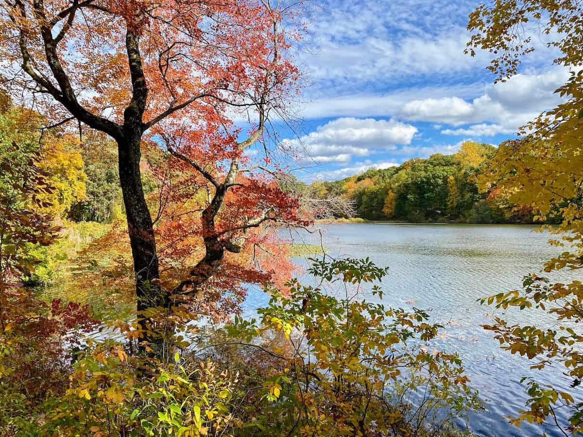 Things to do in Westchester: Visit Swan Lake