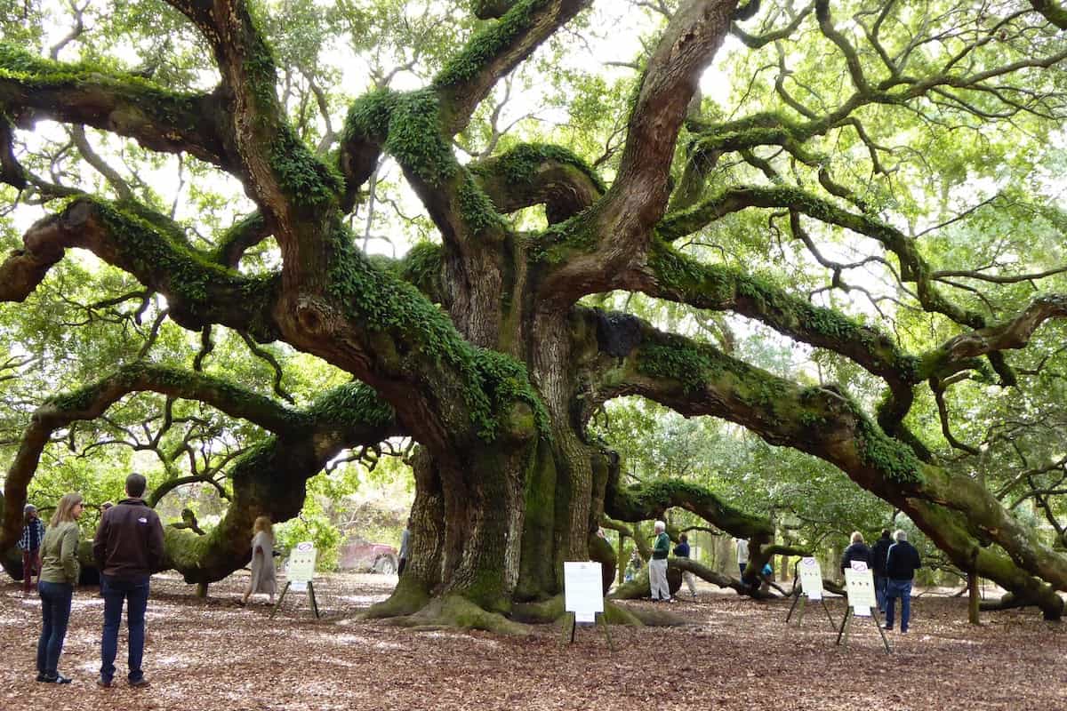 The Angel Oak Tree