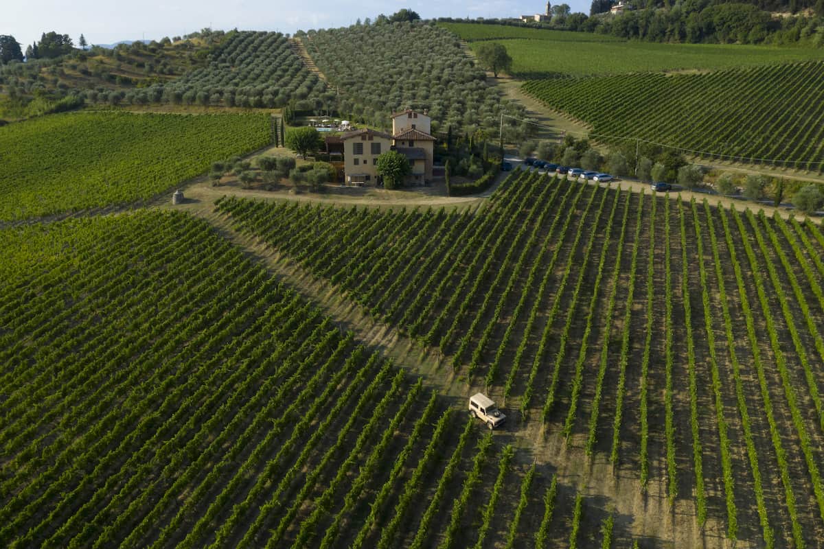 Vineyard in Chianti Rufina (credit: I Veroni)