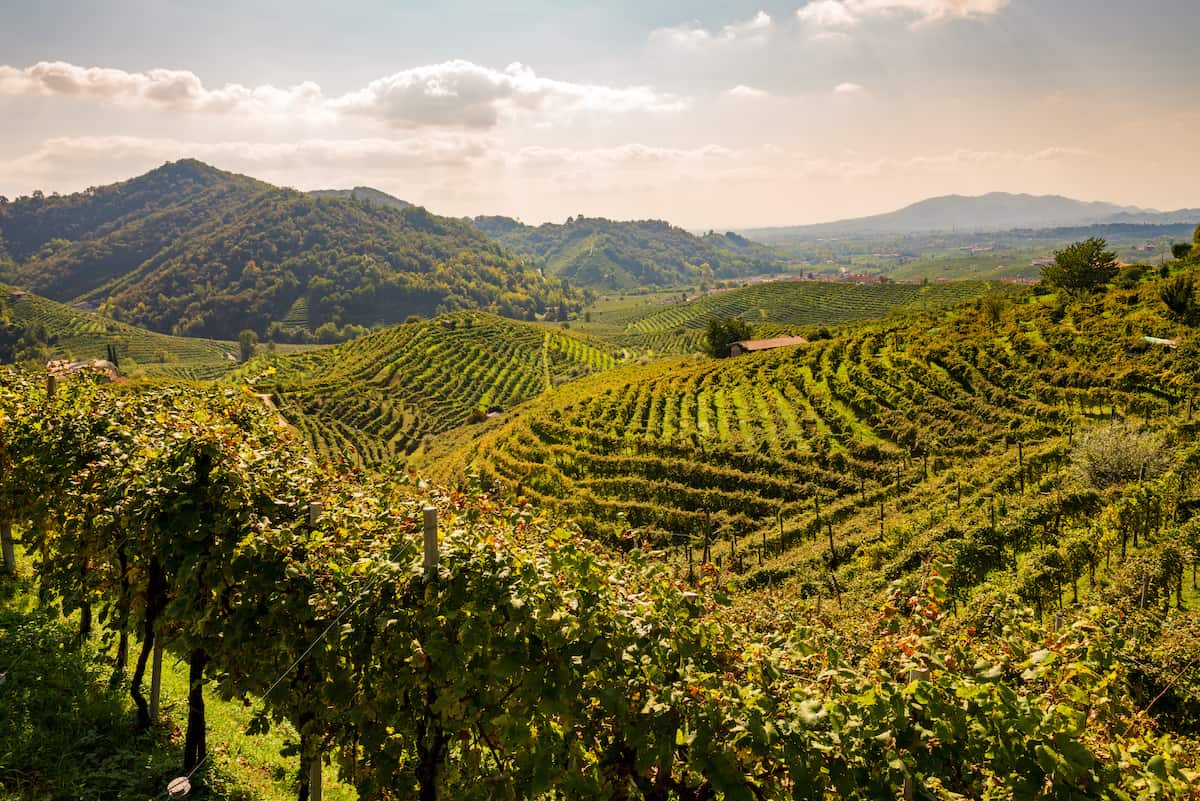 Vineyards in the Prosecco Hills, a UNESCO World Heritage Site