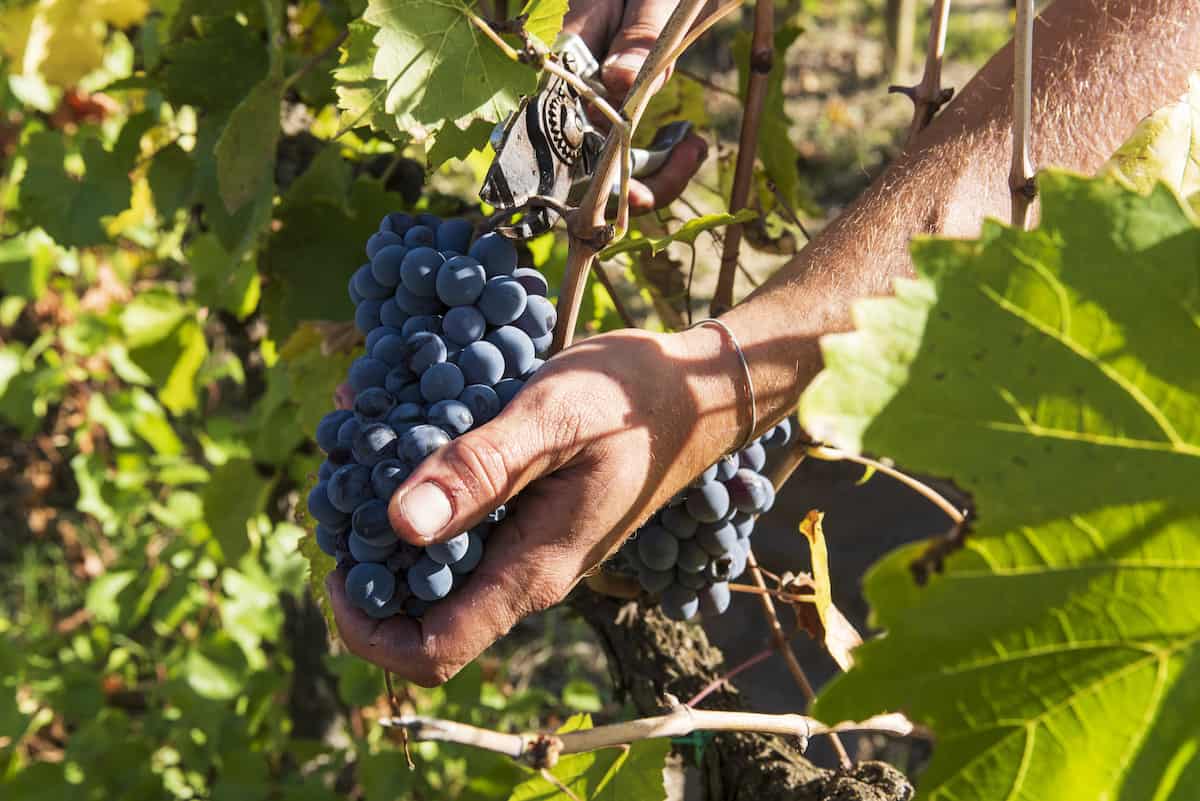 I Veroni Vineyard in Chianti Rufina