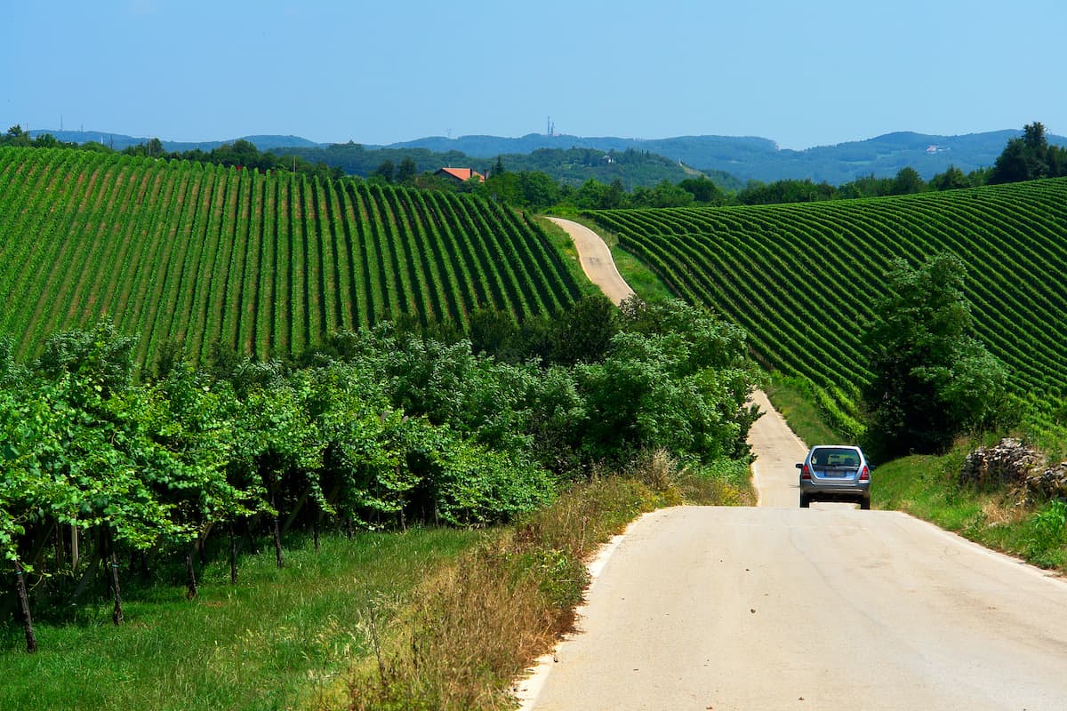 Colli Berici vineyards in Vicenza 