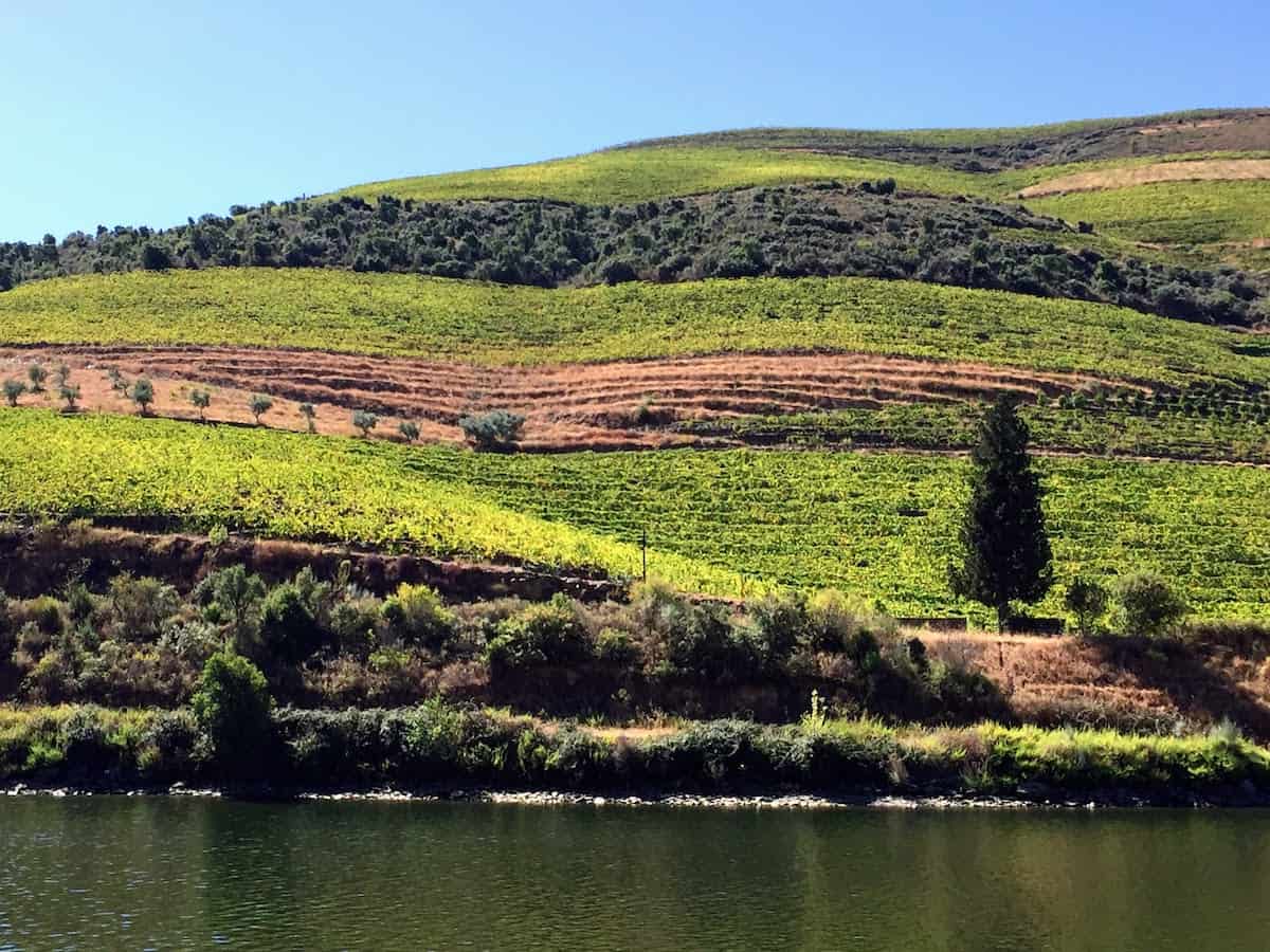 Scenic vineyards along the Douro River in Portugal