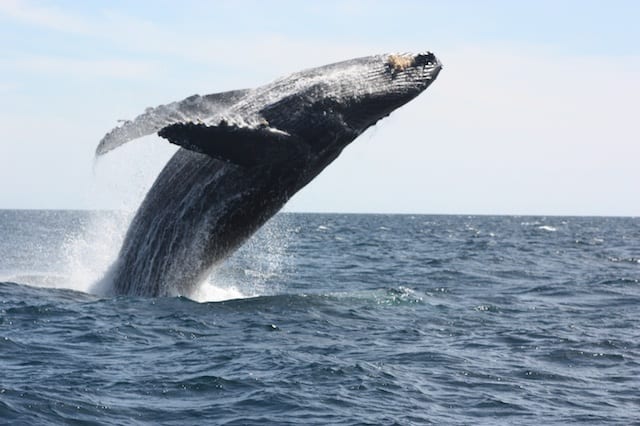 Whale-Watching Off Los Cabos